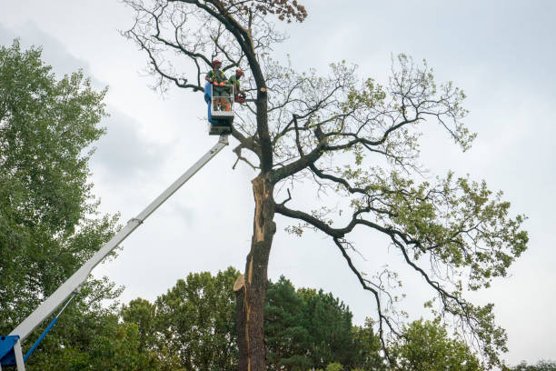 How Our Tree Care Process Works  in  Denver, IA